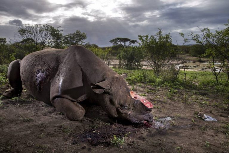 A foto vencedora do primeiro prêmio na seção História, da categoria Natureza, mostra um rinoceronte com o chifre cortado após ser abatido por caçadores ilegais na reserva de Hluhluwe, na África do Sul. A imagem é de Brent Stirton, da Getty Images
