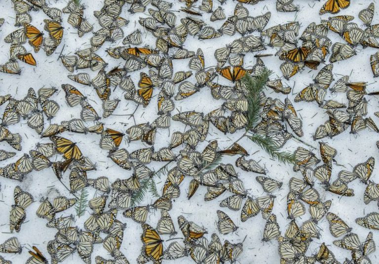 A foto das borboletas monarca sobre a neve no santuário de El Rosario, em Michoacan (México), ganhou terceiro prêmio na categoria Natureza. A imagem foi feita por Jaime Rojo