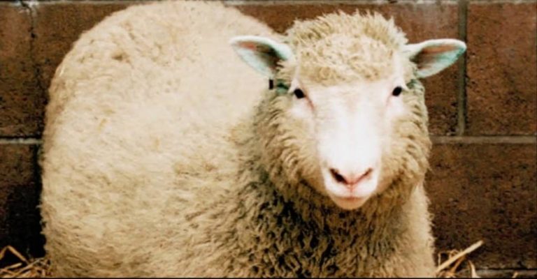 Cientistas escoceses mostram ao mundo a ovelha Dolly, que é um clone
