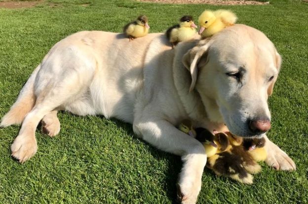 Cachorro passa a cuidar de nove filhotes de pato
