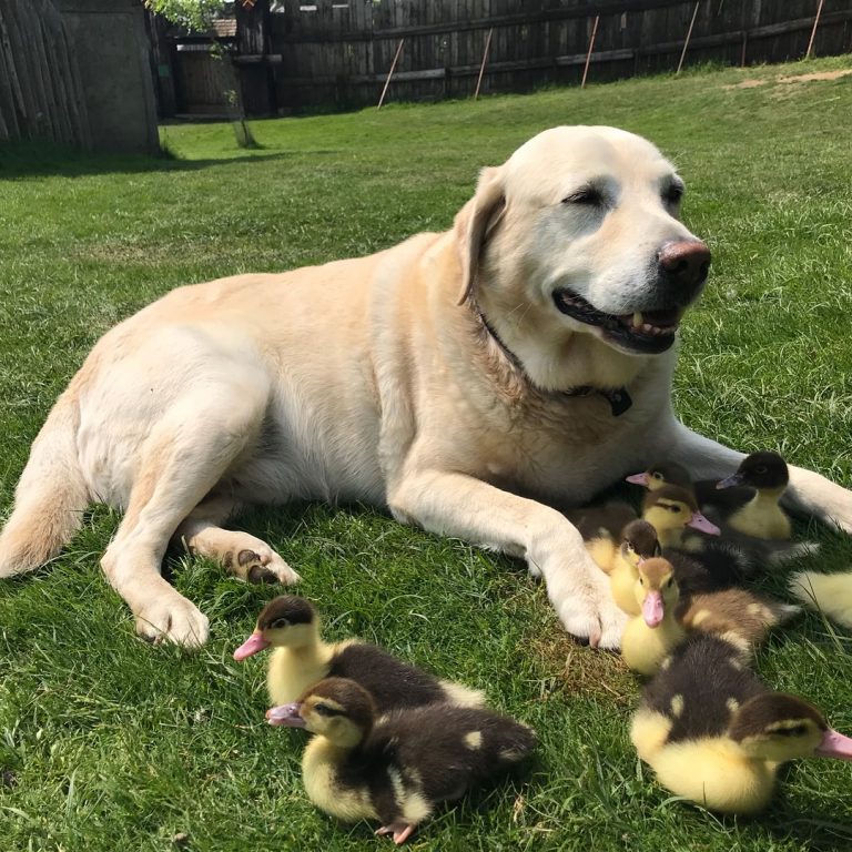 Cachorro passa a cuidar de nove filhotes de pato