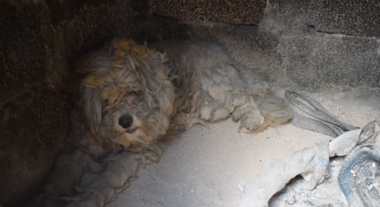 Cachorro sobreviveu após se esconder dentro de um forno