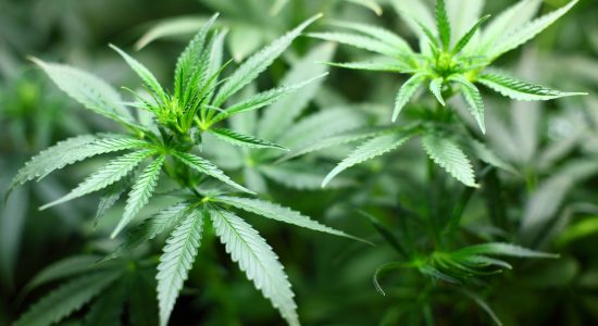 Projeto de lei pode autorizar plantação de Cannabis