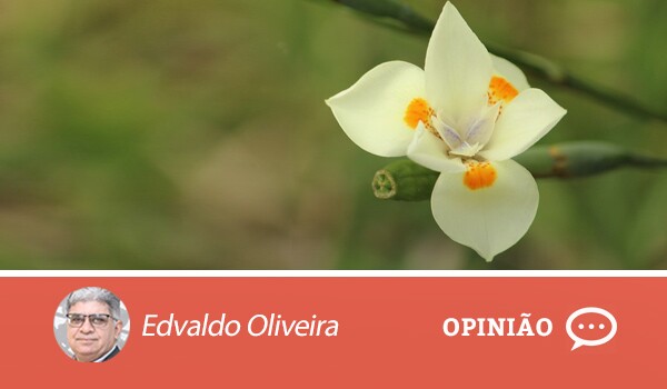 Opiniao-edvaldo-1