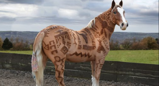 Artista cria desenhos em cavalos