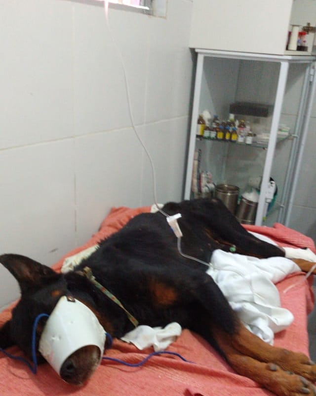 Cachorro Dogão é encontrado após ser enterrado vivo