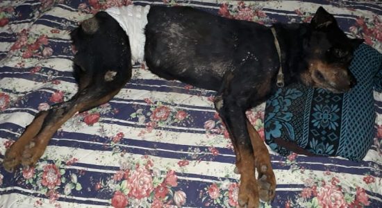 Cachorro Dogão é encontrado após ser enterrado vivo
