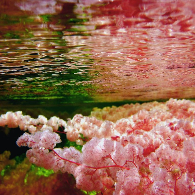 Caño Cristales passa por uma transformação que deixa suas águas coloridas