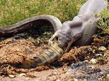 Píton gigante engole crocodilo inteiro na Austrália