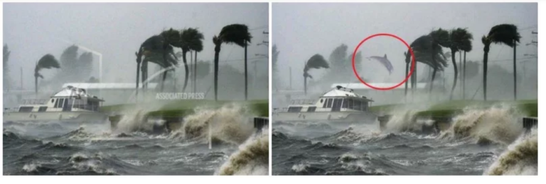 Imagens de golfinho levado por furacão Dorian são falsas