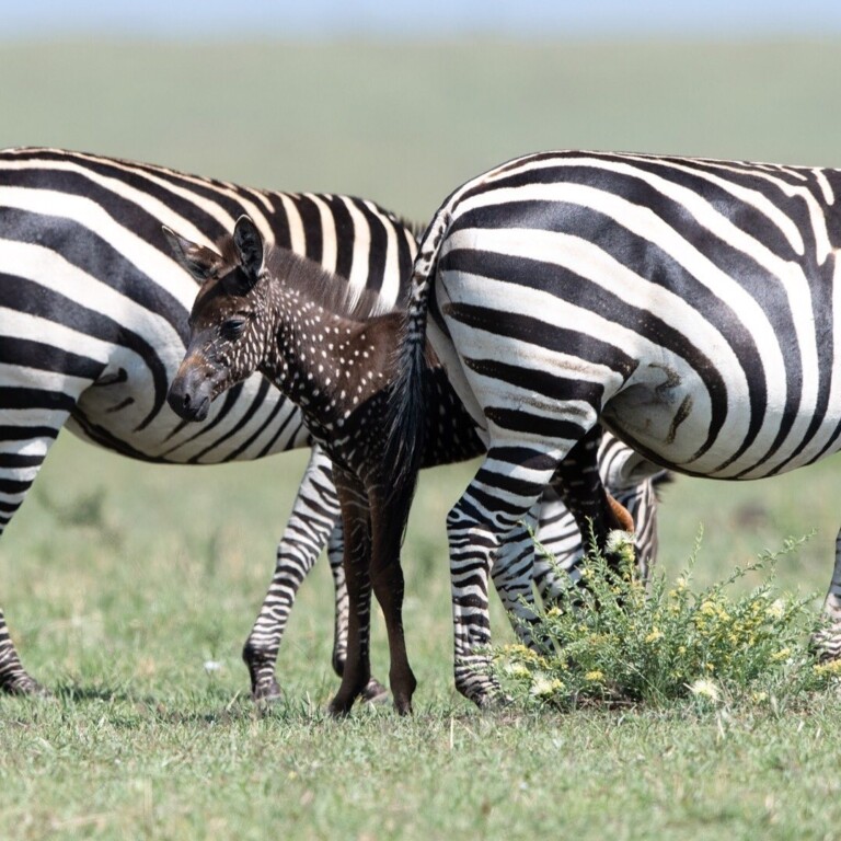 Zebra com bolinhas é fotografada no Quênia