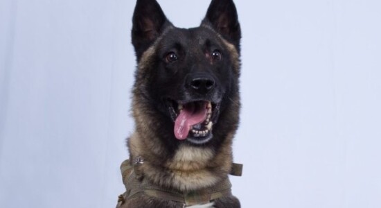 Conan, cão militar dos Estados Unidos