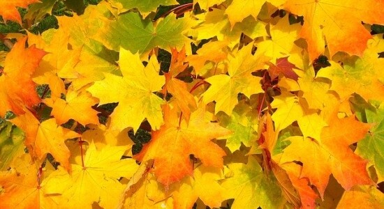 leaves-57427_640