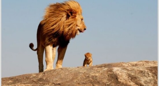 ულამაზესი სურათი! ლომი და ბოკვერი
