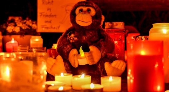 Santuário de macacos na Alemanha pegou fogo