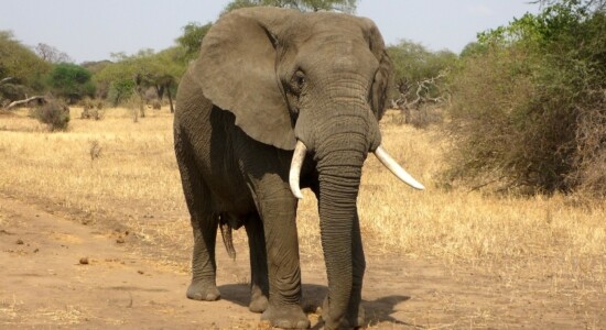Elefante persegue grupo de turistas após selfie