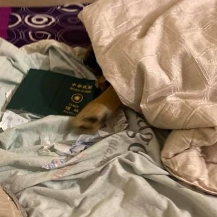 Cadela come passaporte e impede dona de viajar à China
