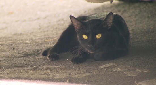Gatos são tema de conflito entre moradores em condomínio no Rio