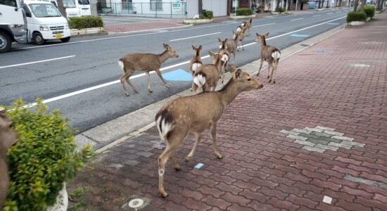 Cervos invadem cidade de Napa, Japão