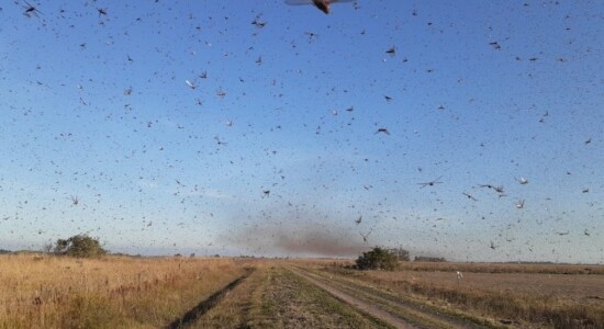 Nuvem de gafanhotos ataca lavouras na Argentina