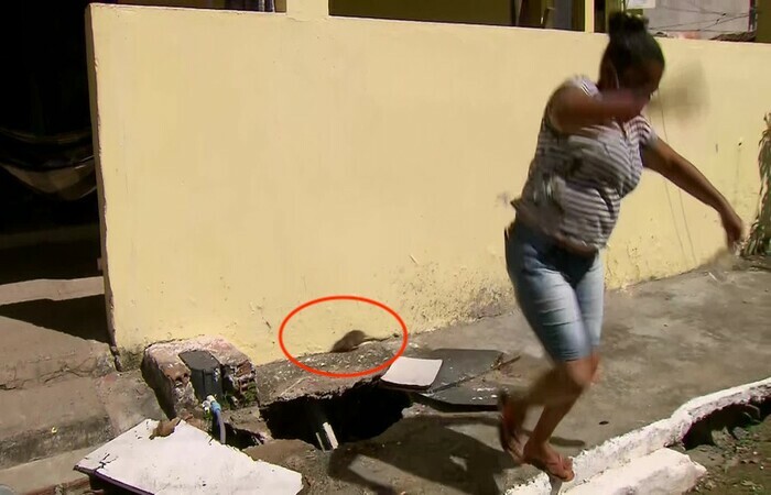 Rato invade jornal ao vivo da Globo e assusta mulher. Vídeo ...