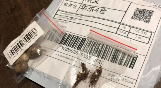 China alerta sobre indícios de fraude em pacotes com sementes enviadas ao Brasil