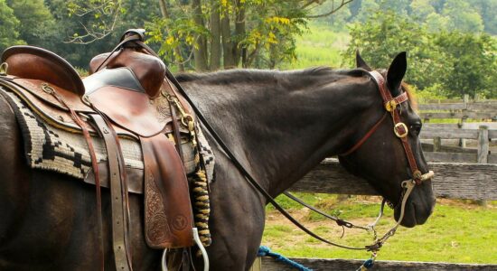 Cavalos mutilados intrigam a França
