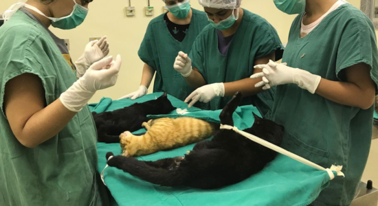 Cirurgias veterinárias podem ser suspensas para reduzir uso de insumos