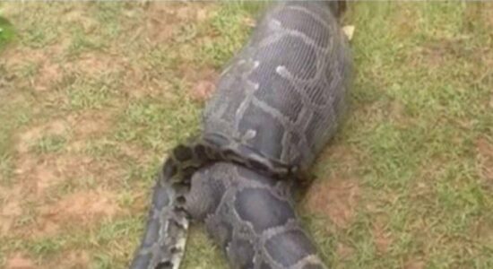 Fazendeira desaparecida é encontrada dentro de cobra píton na Indonésia