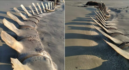 Ossada gigante em praia do litoral de SP surpreende moradores e mobiliza autoridades