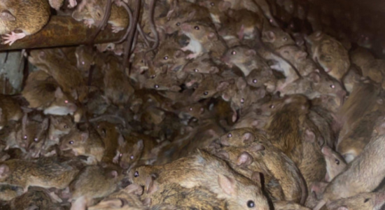 invasao-de-ratos-australia-luta-contra-praga-que-foge-do-inverno-339011-1_768