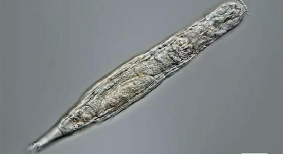Animal-que-passou-24-mil-anos-congelado-em-permafrost-na-Siberia-volta-a-vida