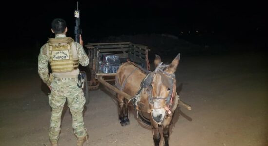 Carroça com 300 quilos de maconha é apreendida junto com burro de carga, no Paraná — Foto: Divulgação/PF