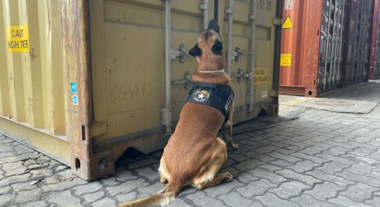 Cão ajudou a localizar mais de 300 kg de cocaína