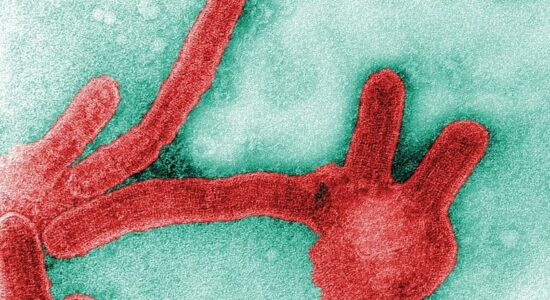 virus-de-marburg-semelhante-ao-ebola-identificado-em-paciente-morto-no-guine