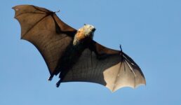 morcego james-wainscoat-_f8IZ0gGS6E-unsplash