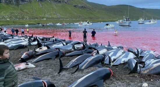 massacre de golfinhos na dinamarca