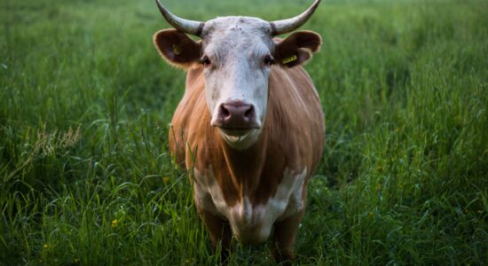 Brasil apura possíveis casos de doença da vaca louca em humanos