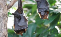 Adolescentes foram contaminados pela raiva após serem mordidas por morcego