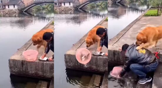 Cão impede que peixes sejam cortados e vídeo viraliza