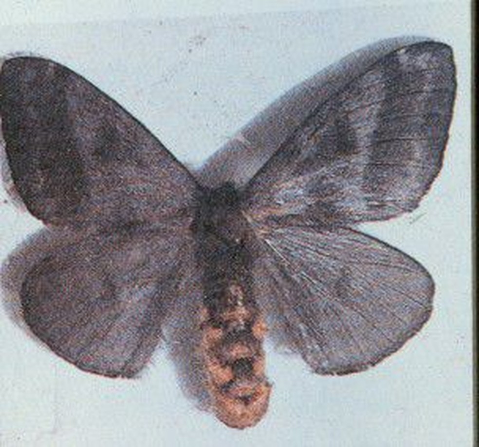 Mariposa Hylesia