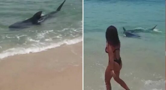 Vídeo. Tubarão surpreende banhistas em praia do RJ