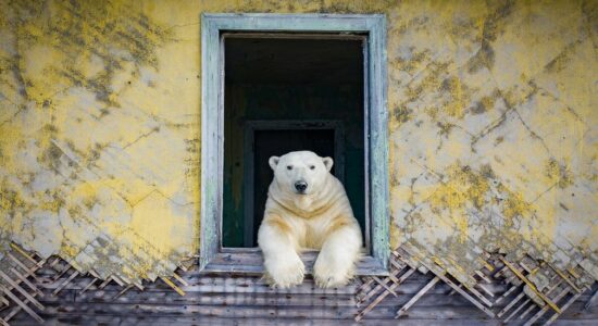 Ursos polares ocupam estação meteorológica abandonada na Rússia