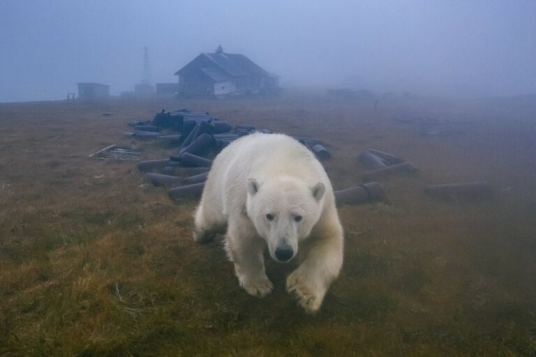 Ursos polares ocupam estação meteorológica abandonada