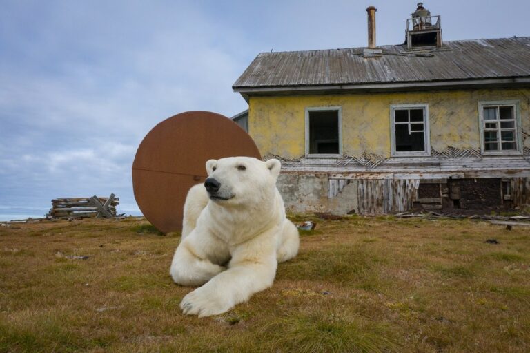Ursos polares ocupam estação meteorológica abandonada