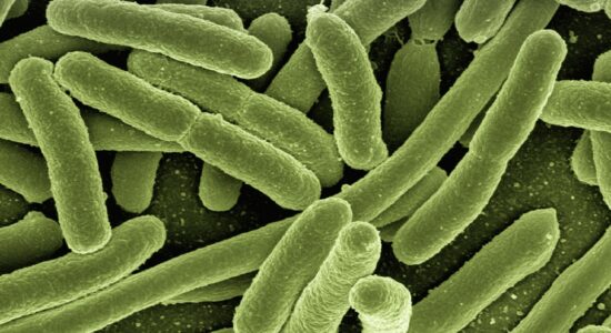 bactéria koli-bacteria-g9b88ee868_1920