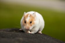 Hamsters podem ser mortos por suspeita de Covid
