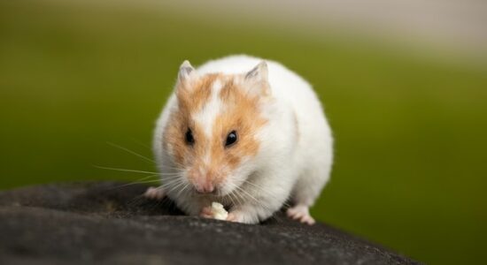 Hamsters podem ser mortos por suspeita de Covid