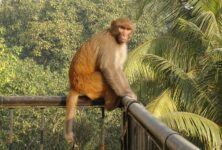 Macaco Rhesus monkey-gaa53bfc57_1920
