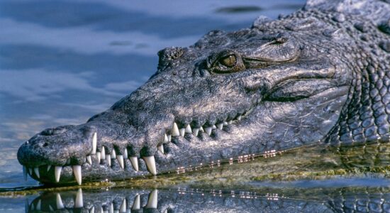 Crocodilo de 3 metros matou idosa de 85 anos